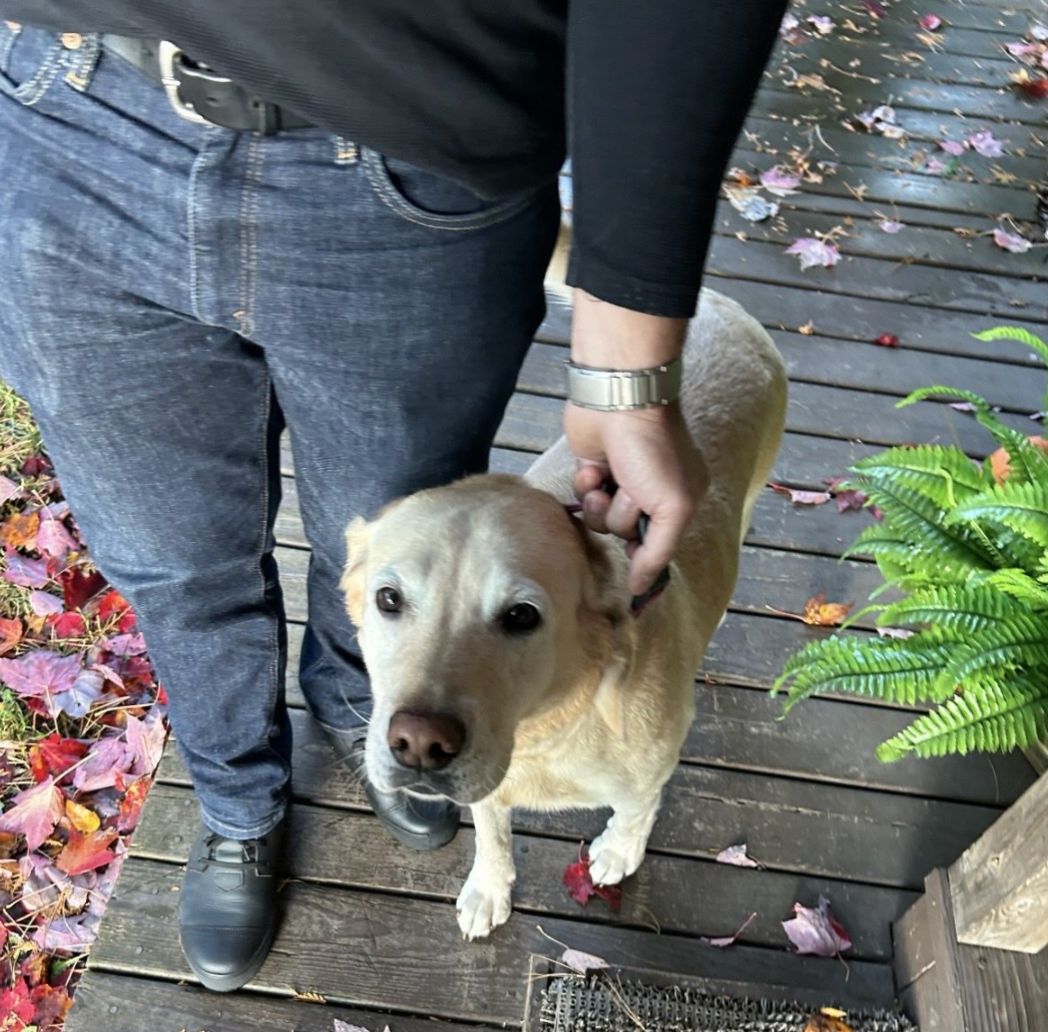 The lost dog, a cute yellow lab The lost dog, a cute yellow lab